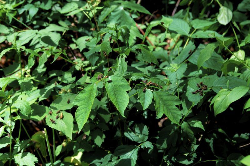 Poison Oak Removal in Bel Air, MD