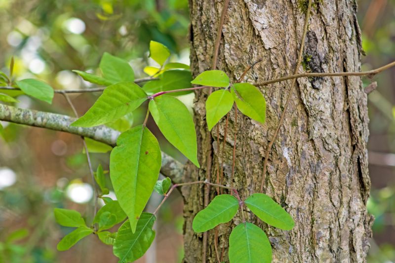Hemlock Removal in Lancaster County, PA