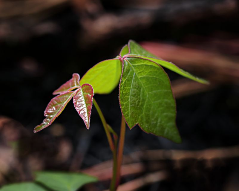 Poison Ivy Removal in Allentown, PA