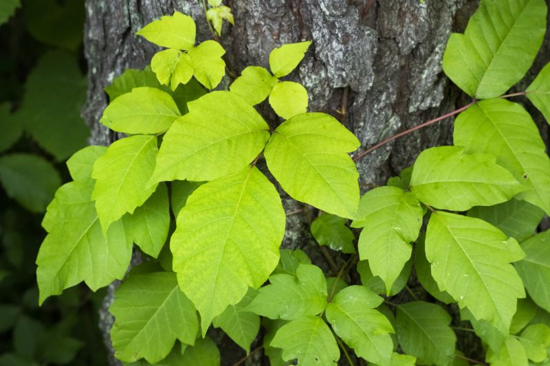 Poison Oak Removal in Delaware County, PA