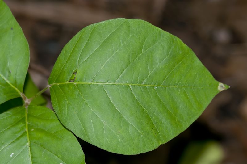Poison Oak Removal in West Chester, PA