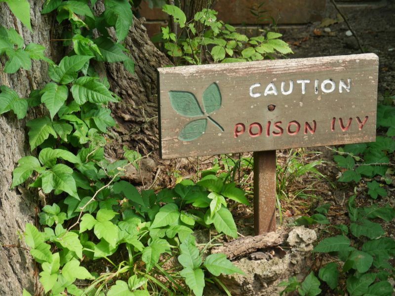 Products For Poison Ivy Removals in use
