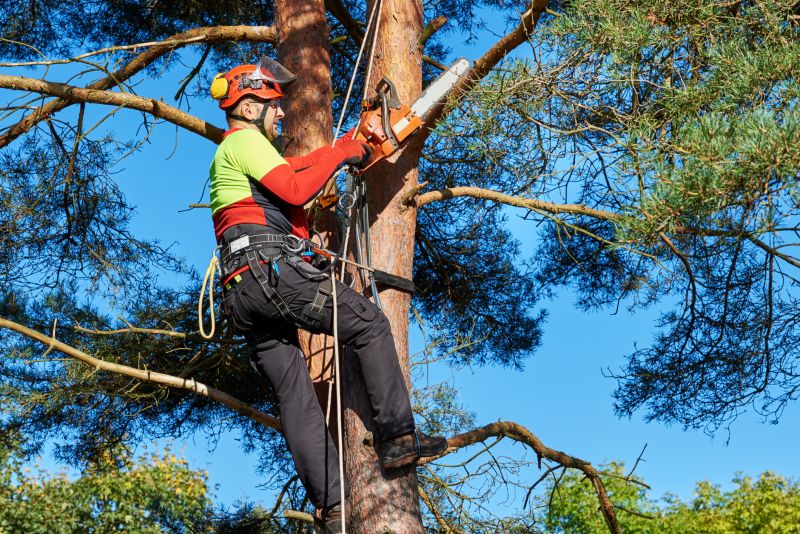 Arborist Specialists