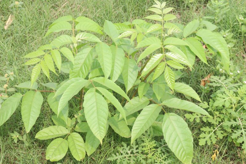 Protect Family & Pets